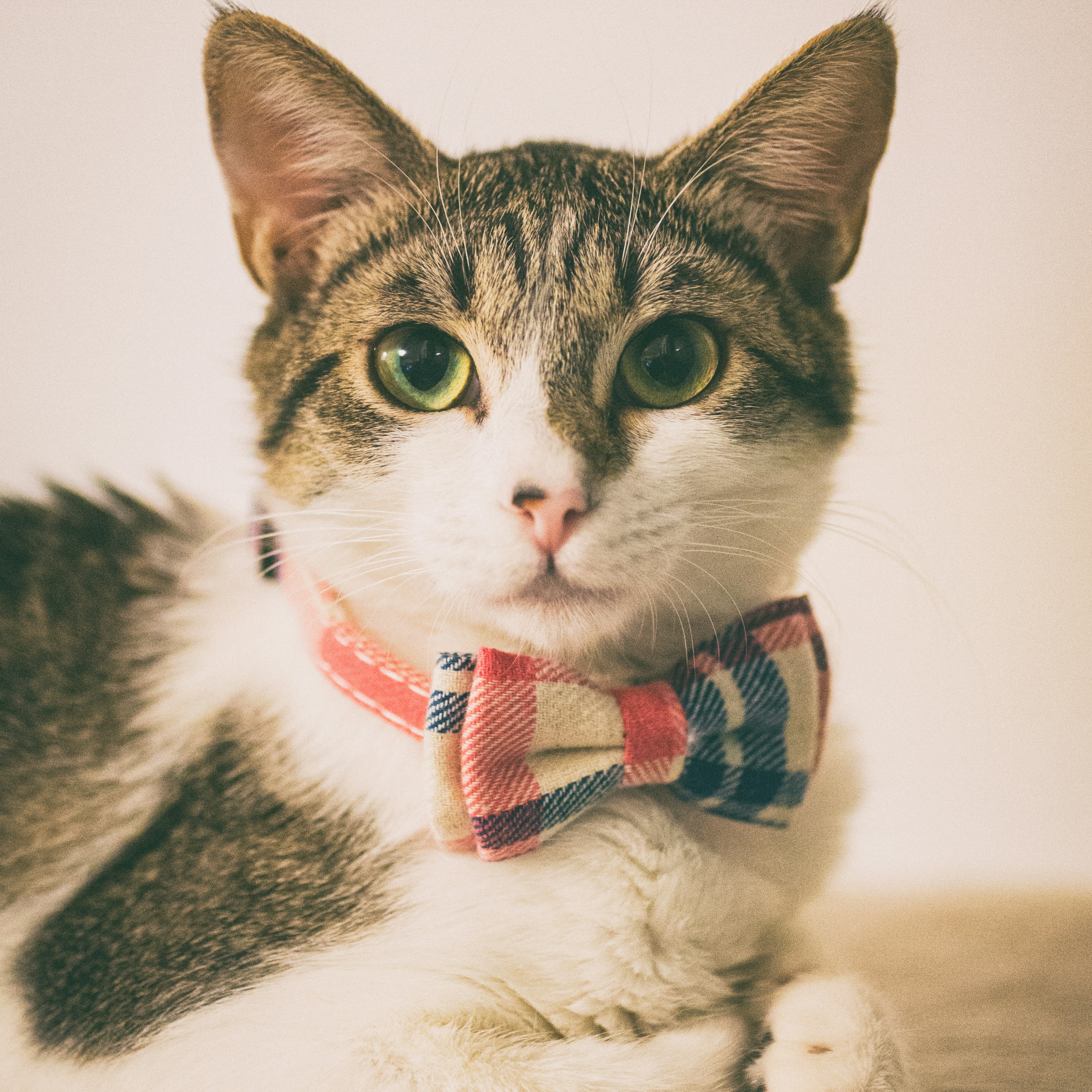A tabby brown and white cat with green eyes wearing a bow tie