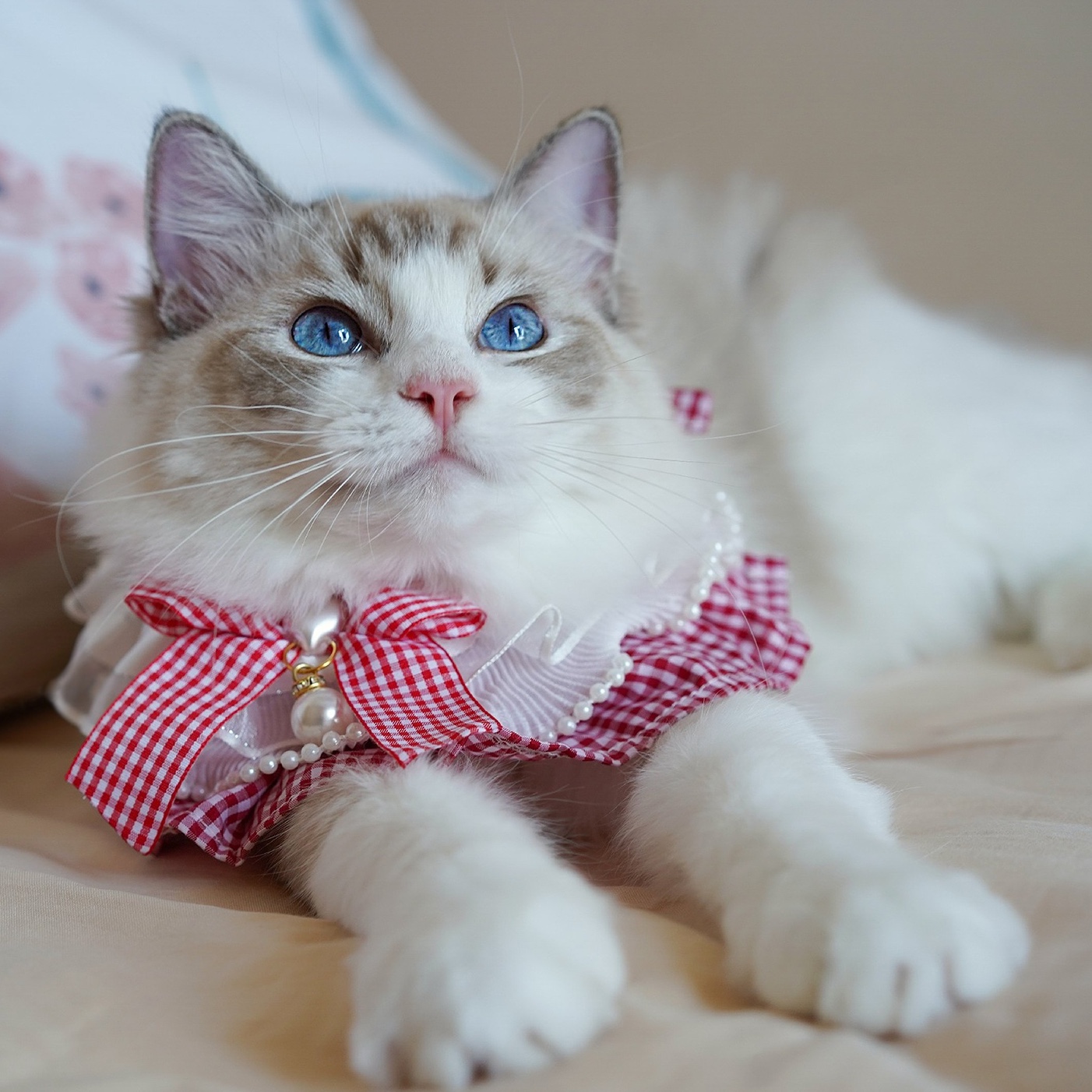 A ragdoll kitten with blue eyes wearing a frilly red collar