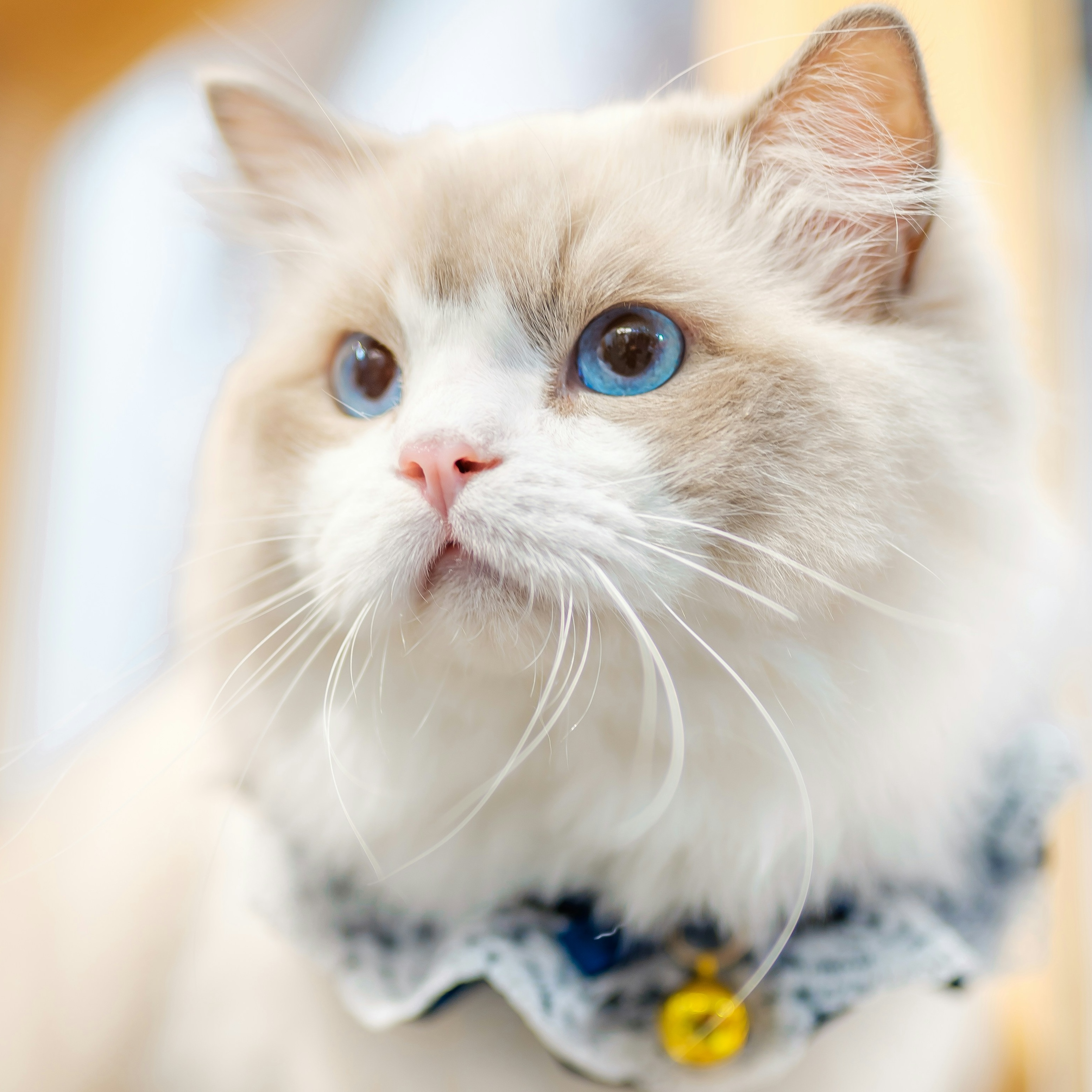 A beige and white ragdoll cat with blue eyes