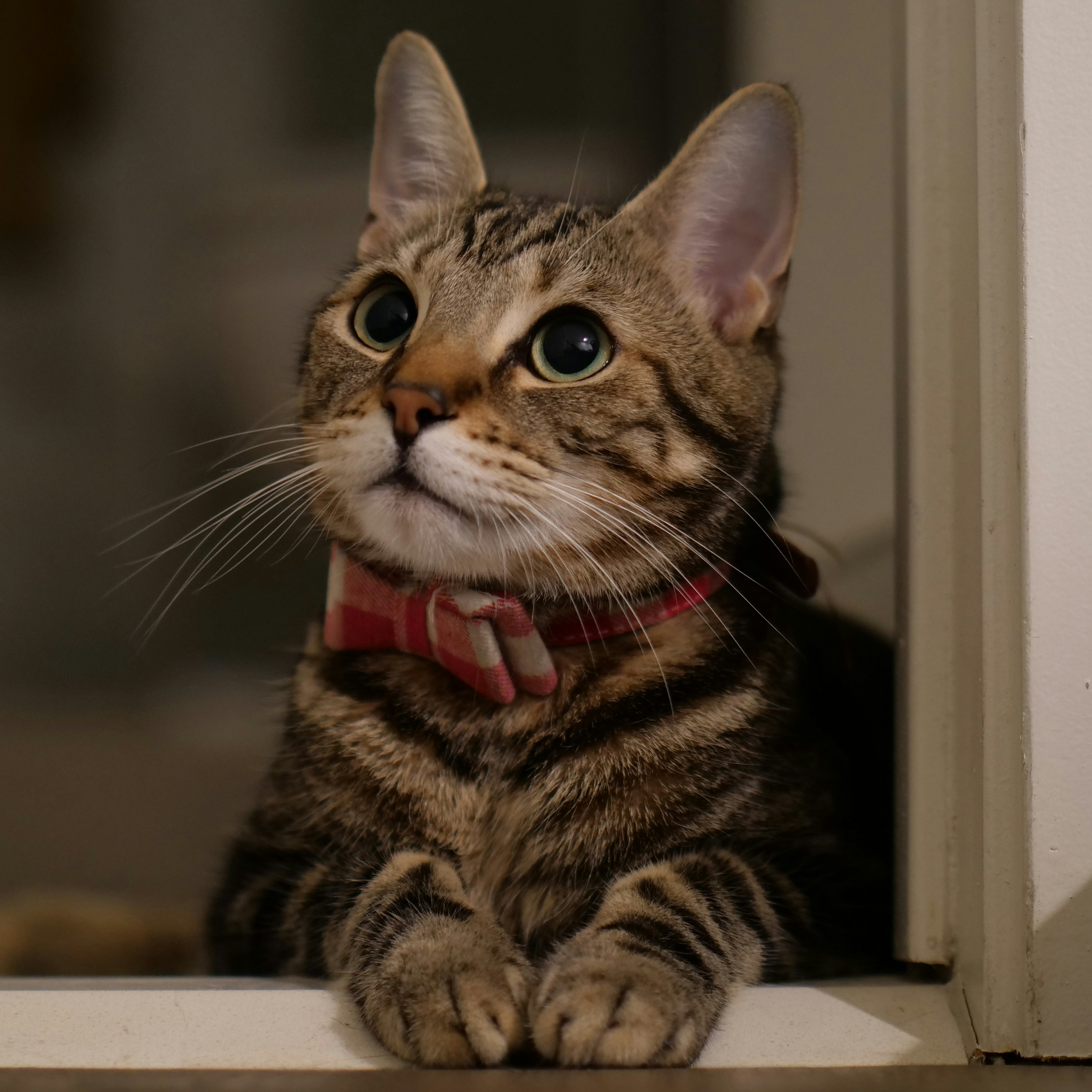 A tabby cat wearing a red bow tie collar
