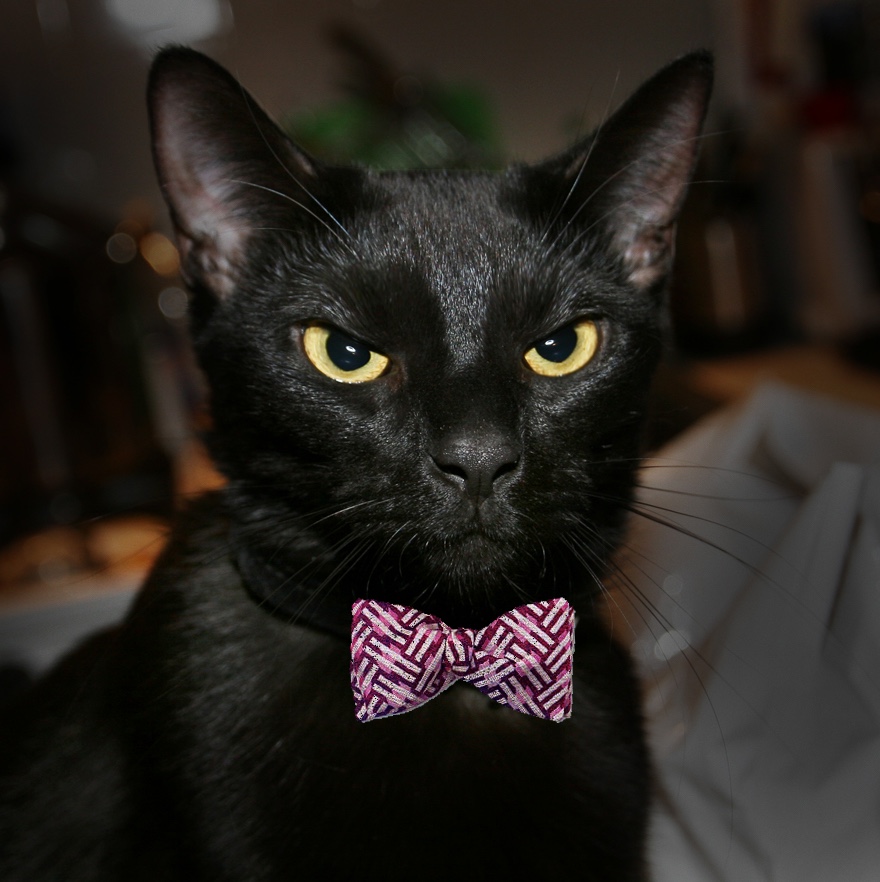 A shorthair black cat wearing a bow tie